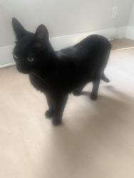Lost Male Cat last seen Broadway, Chula Vista, CA 91910