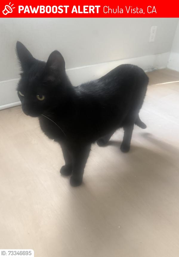 Lost Male Cat last seen Broadway, Chula Vista, CA 91910
