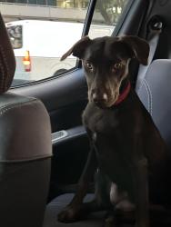 Lost Female Cat last seen Five dock, Concord, NSW 2137