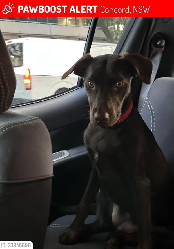 Lost Female Cat last seen Five dock, Concord, NSW 2137