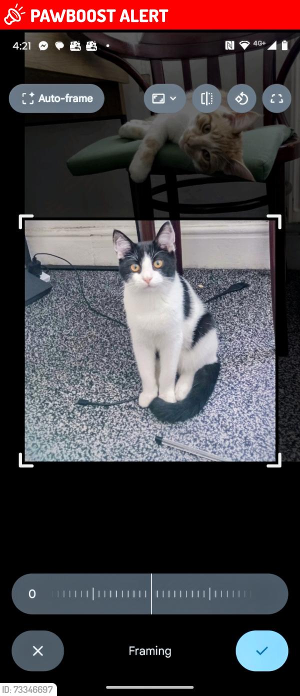 Lost Male Cat last seen Lee Grange road, Greater Manchester, England 