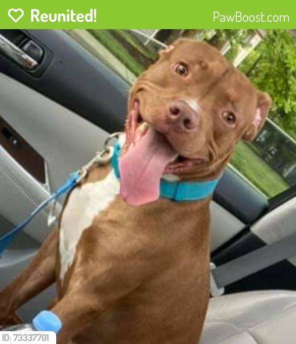 Reunited Male Dog last seen Gaylor, Newport News, VA 23602