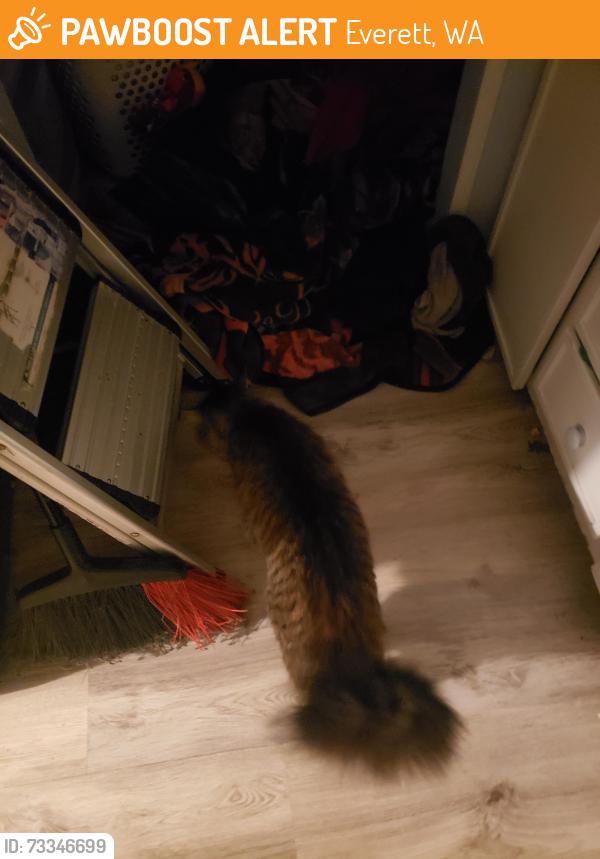 Found/Stray Male Cat last seen Near st se, 12 dr se, Everett, WA 98208
