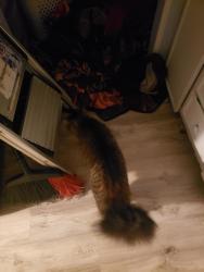 Found/Stray Male Cat last seen Near st se, 12 dr se, Everett, WA 98208