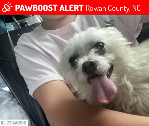 Lost Female Dog last seen Sandy ridge gas station China grove nc, Rowan County, NC 28023