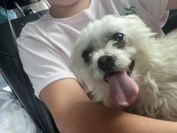 Lost Female Dog last seen Sandy ridge gas station China grove nc, Rowan County, NC 28023