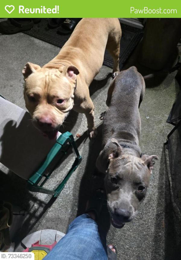 Reunited Unknown Dog last seen Marion road in sangaree, Sangaree, SC 29486