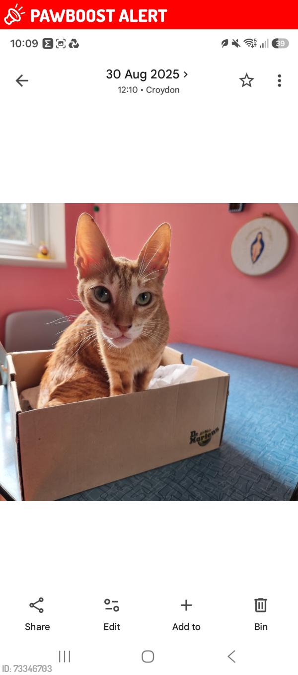Lost Female Cat last seen Winchet Walk, Croydon, Greater London, England CR0 7YL