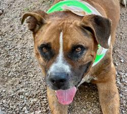 Shelter Stray Male Dog last seen , 4000 N Silverbell Rd, Tucson, AZ 85745, USA