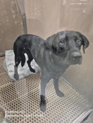 Shelter Stray Male Dog last seen Near BLOCK OF BURLESON ST, 4710 TX-151, San Antonio, TX 78227, USA