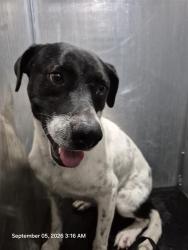Shelter Stray Male Dog last seen Near BLOCK CHICAGO BLVD, 4710 TX-151, San Antonio, TX 78227, USA