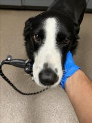 Shelter Stray Male Dog last seen Near BLOCK N OLIVER AVE, WICHITA KS 67208, 3303 N Hillside St, Wichita, KS 67219, USA