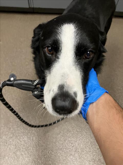 Shelter Stray Male Dog last seen Near BLOCK N OLIVER AVE, WICHITA KS 67208, 3303 N Hillside St, Wichita, KS 67219, USA