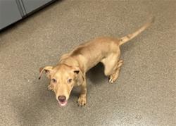 Shelter Stray Female Dog last seen Near BLOCK S MERIDIAN AVE, WICHITA KS 67217, 3303 N Hillside St, Wichita, KS 67219, USA