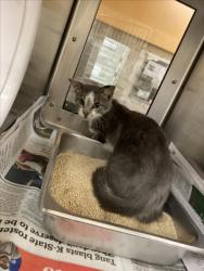 Shelter Stray Female Cat last seen Near BLOCK N MAIZE RD, WICHITA KS 67212, 3303 N Hillside St, Wichita, KS 67219, USA
