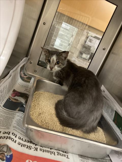Shelter Stray Female Cat last seen Near BLOCK N MAIZE RD, WICHITA KS 67212, 3303 N Hillside St, Wichita, KS 67219, USA