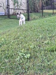 Found/Stray Unknown Dog last seen Page Cir, Port St. Lucie, FL 34987