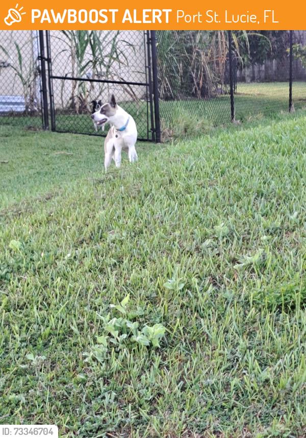 Found/Stray Unknown Dog last seen Page Cir, Port St. Lucie, FL 34987