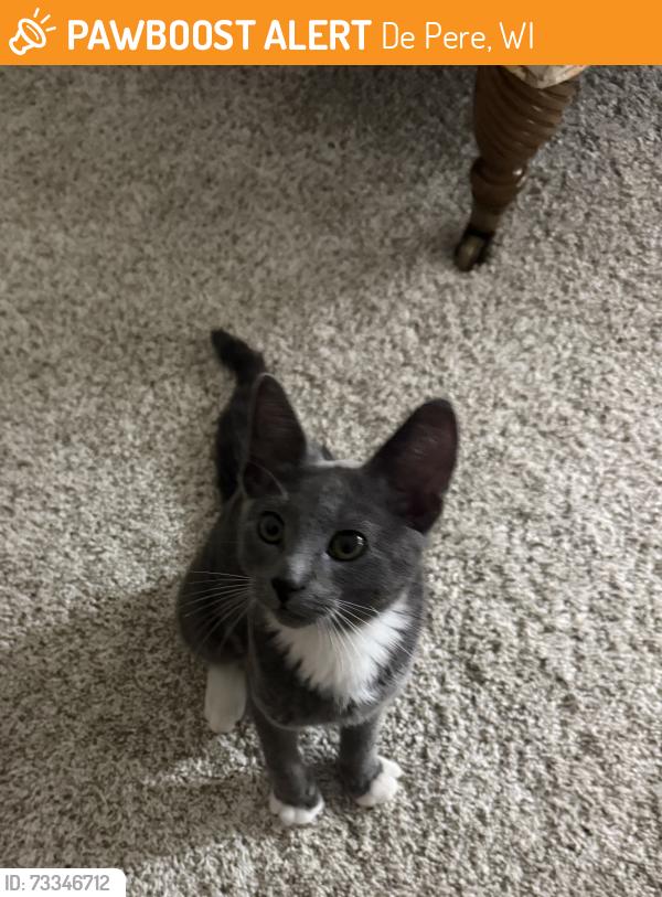 Found/Stray Female Cat last seen Schuering, De Pere, WI 54115