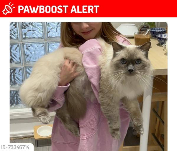 Lost Male Cat last seen Highmarsh crescent, Greater Manchester, England M20 2JP