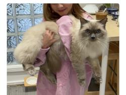 Lost Male Cat last seen Highmarsh crescent, Greater Manchester, England M20 2JP