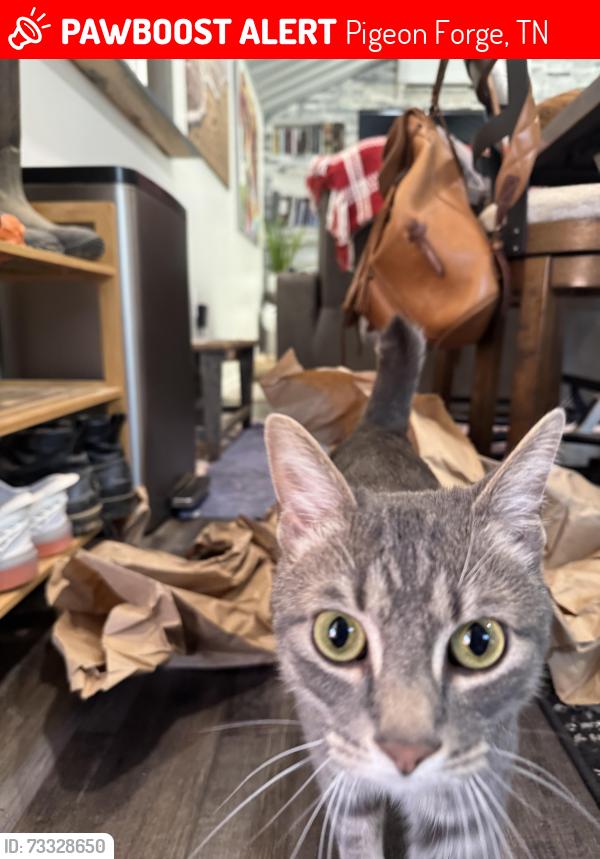 Lost Male Cat last seen Grindstone st, Pigeon Forge, TN 37863