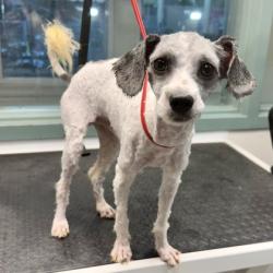 Shelter Stray Male Dog last seen 65th Village, Oakland, CA, 1101 29th Ave, Oakland, CA 94601, USA