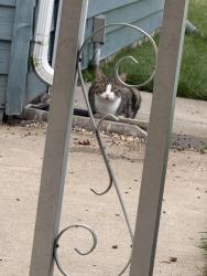 Found/Stray Unknown Cat last seen Police station not far, Brook Park, OH 44142