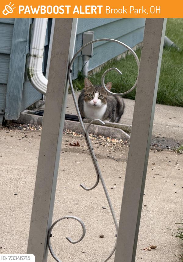 Found/Stray Unknown Cat last seen Police station not far, Brook Park, OH 44142