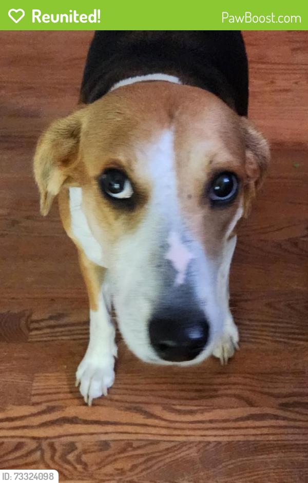 Reunited Female Dog last seen Brechin/Murray Hill, Fayetteville, NC 28303