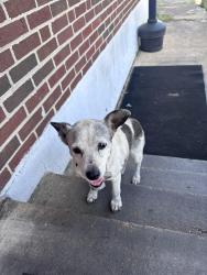Found/Stray Female Dog last seen Rozelle and Kerr, Memphis, TN 38106
