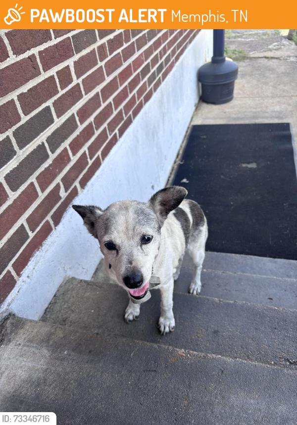 Found/Stray Female Dog last seen Rozelle and Kerr, Memphis, TN 38106