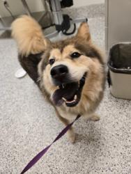 Found/Stray Male Dog last seen Hilock Rd and Parsons Ave, Columbus, OH 43207