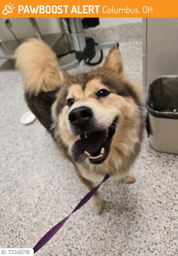 Found/Stray Male Dog last seen Hilock Rd and Parsons Ave, Columbus, OH 43207
