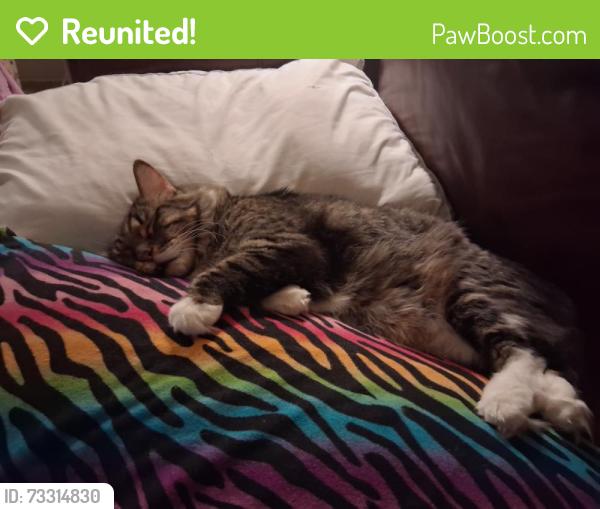 Reunited Male Cat last seen 1st Ave and Pasadena (Mesa Arts Center area), Mesa, AZ 85210
