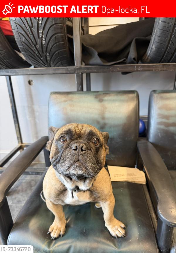 Lost Male Dog last seen Opalocka 27 ave, Opa-locka, FL 33054