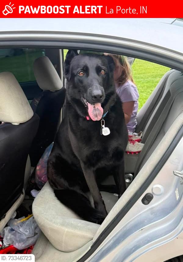 Lost Female Dog last seen Whisper Isle, La Porte, IN 46350