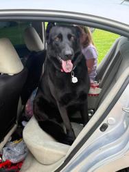 Lost Female Dog last seen Whisper Isle, La Porte, IN 46350