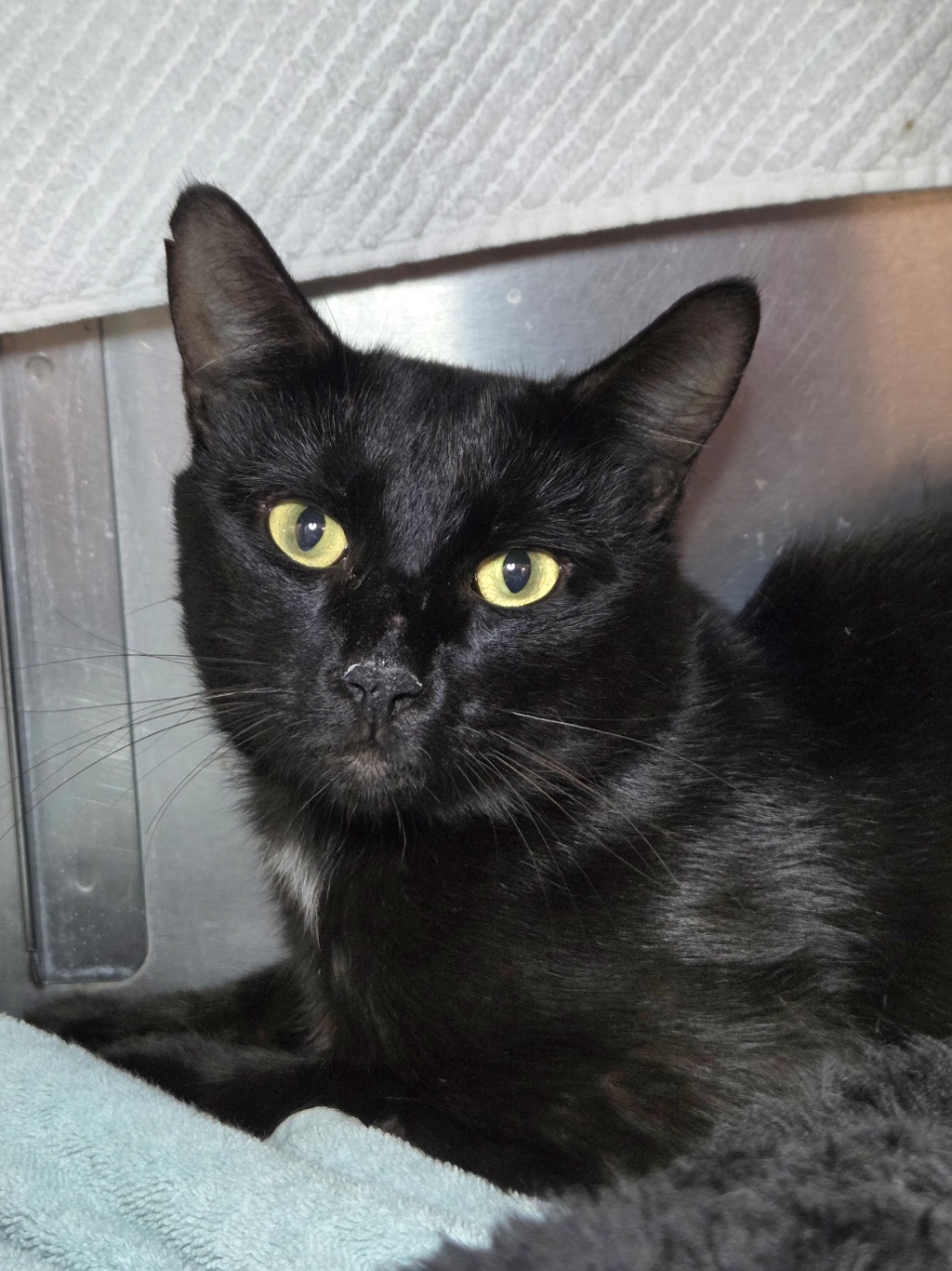 Shelter Stray Male Cat last seen Near 5th Avenue, BROOKLYN, MD, 21225, 411 Maxwell Frye Rd, Millersville, MD 21108, USA
