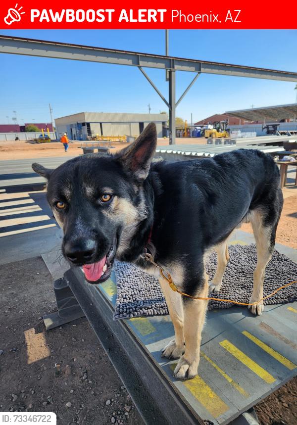 Lost Male Dog last seen Union hills and cavecreek, Phoenix, AZ 85050