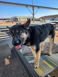 Lost Male Dog last seen Union hills and cavecreek, Phoenix, AZ 85050