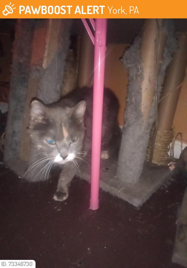 Found/Stray Female Cat last seen Belvedere and princess st., York, PA 17401