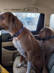 Lost Male Dog last seen 8th quebec, Denver, CO 80220