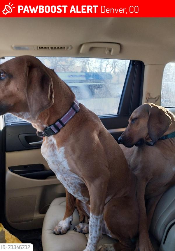 Lost Male Dog last seen 8th quebec, Denver, CO 80220