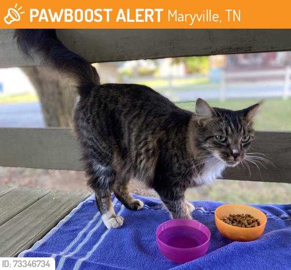 Found/Stray Unknown Cat last seen Alnwick, Maryville, TN 37801