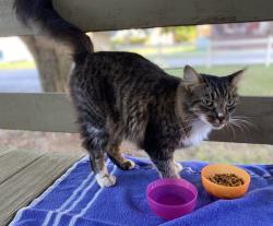 Found/Stray Unknown Cat last seen Alnwick, Maryville, TN 37801