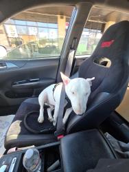 Reunited Male Dog last seen Near lewis, Tulsa, OK 74104