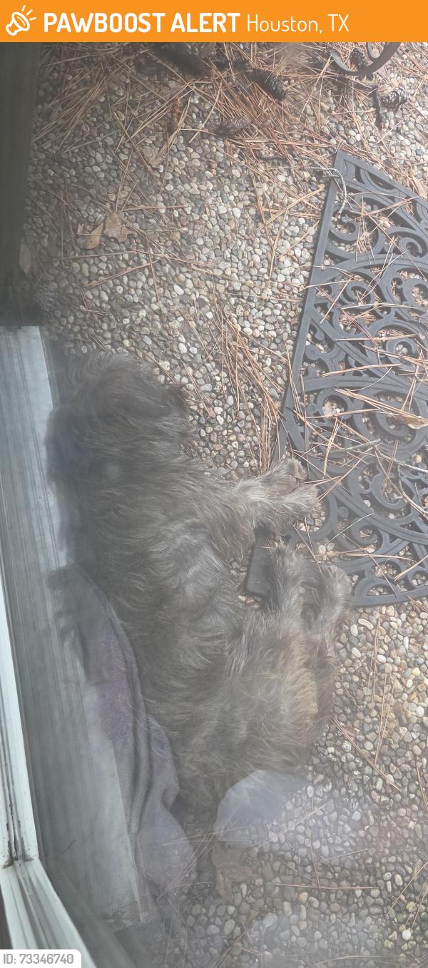 Found/Stray Male Dog last seen Sugarpine, Houston, TX 77090