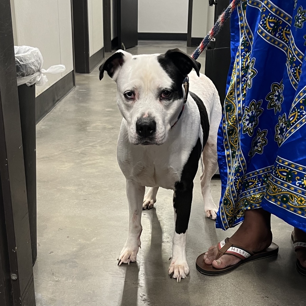 Shelter Stray Female Dog last seen , 3607 N Armenia Ave, Tampa, FL 33607, USA