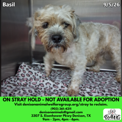 Shelter Stray Male Dog last seen , 3307 S Eisenhower Pkwy, Denison, TX 75020, USA